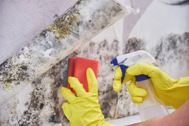 Best Basement Mold Removal  in Smithfield, VA